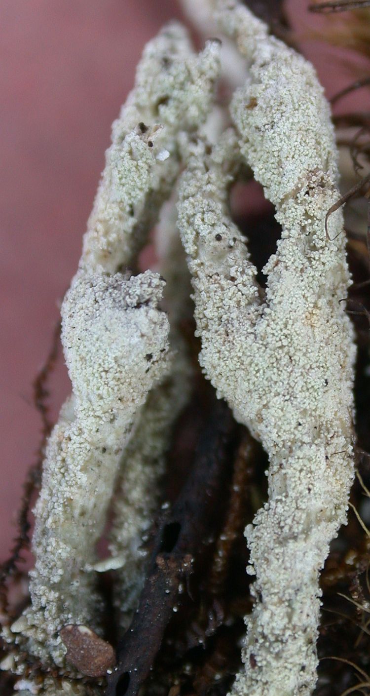 Cladonia yunnana from China, Yunnan (ABL)