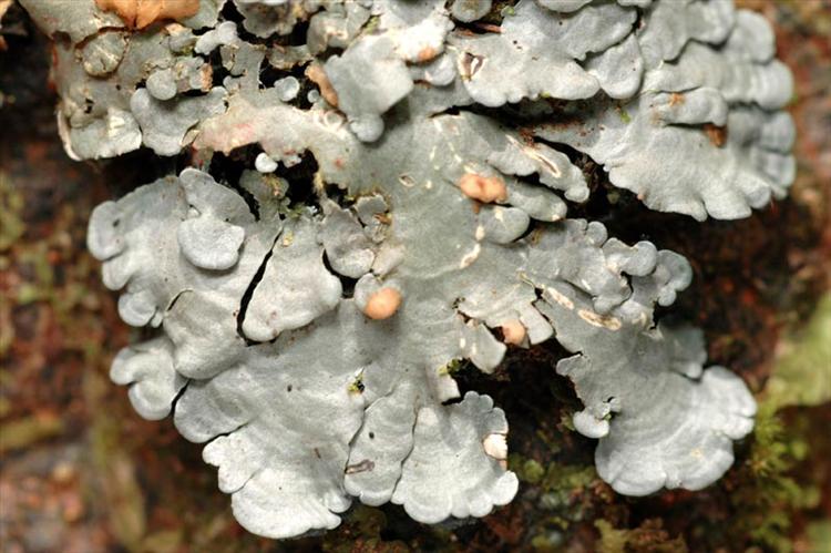 Coccocarpia erythroxyli from Peru, Loreto Specimen O-L144758