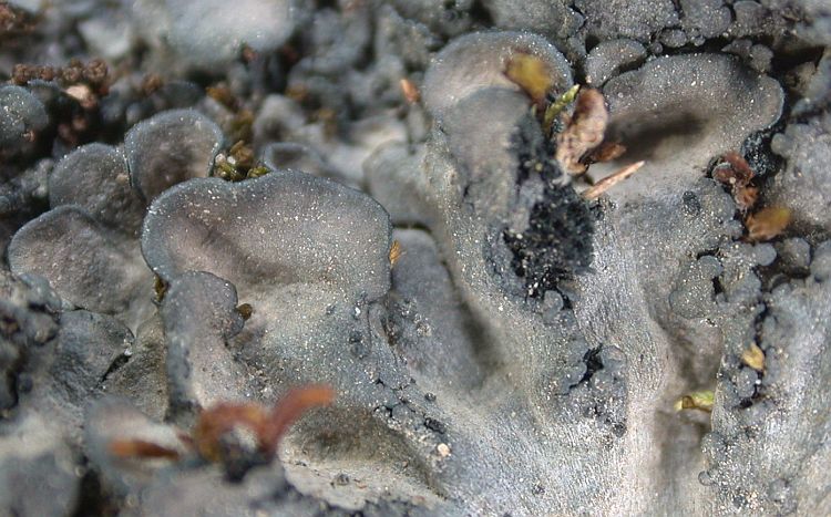 Coccocarpia erythroxyli from Taiwan (ABL)