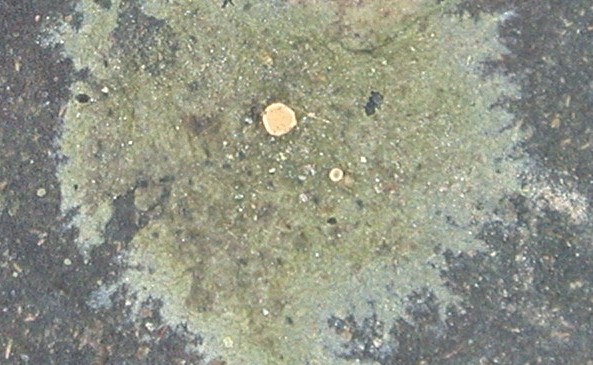 Coenogonium dilucidum from Hong Kong (ABL)