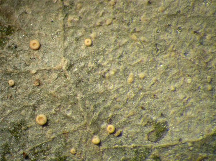 Coenogonium dilucidum from Singapore Habitus. leg. Sipman 46184. Image width = 4 mm.