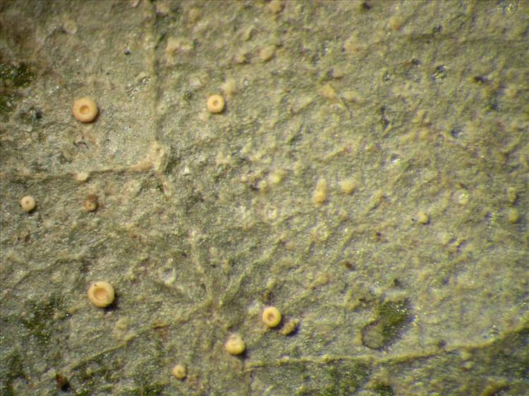 Coenogonium dilucidum from Singapore Habitus. leg. Sipman 46184. Image width = 4 mm.