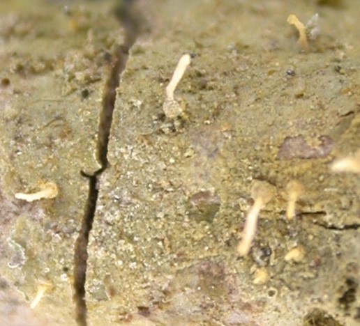 Coenogonium flavum from Ecuador, Galápagos 