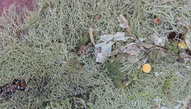 Coenogonium linkii from China, Yunnan (ABL)