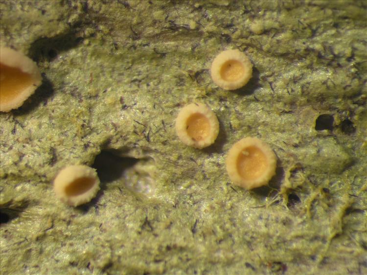Coenogonium strigosum from Netherlands Antilles, Saba Habitus. leg. Sipman  54861. Image width = 4 mm.