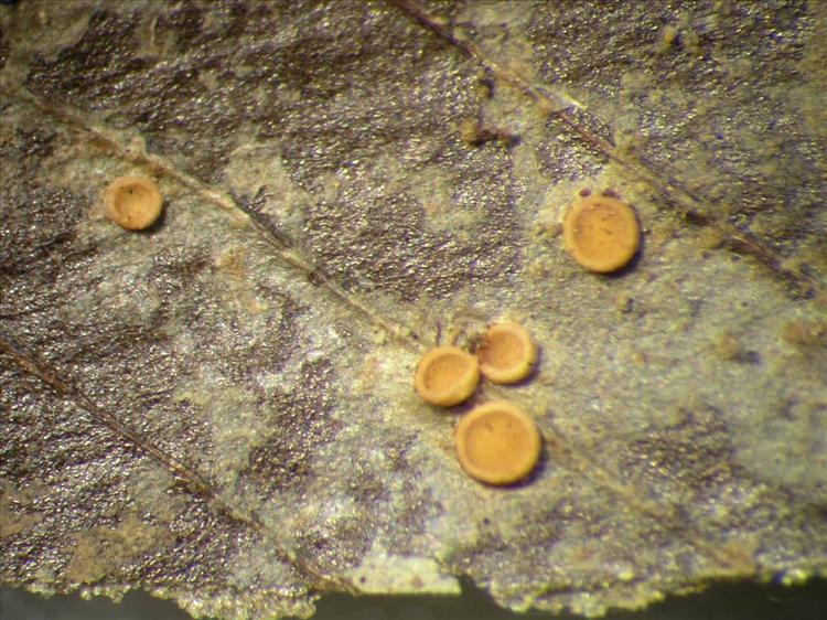 Coenogonium subluteum from Singapore Habitus. leg. Sipman 46182. Image width = 4 mm.