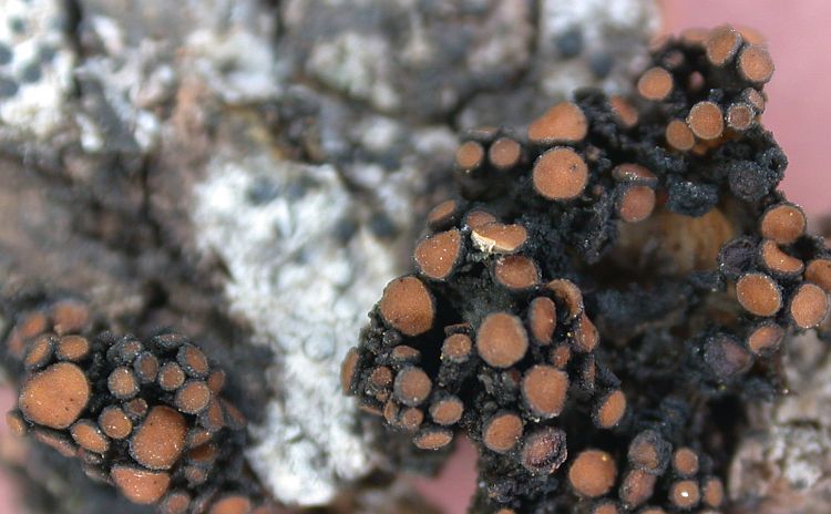 Collema coccophyllum from China, Yunnan (ABL)