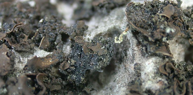 Collema cristatum from China, Yunnan (ABL)