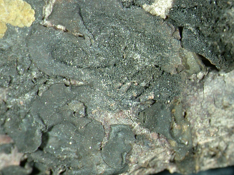 Collema furfuraceum from NE Pakistan leg. S.Iqbal 117; herb. LAH