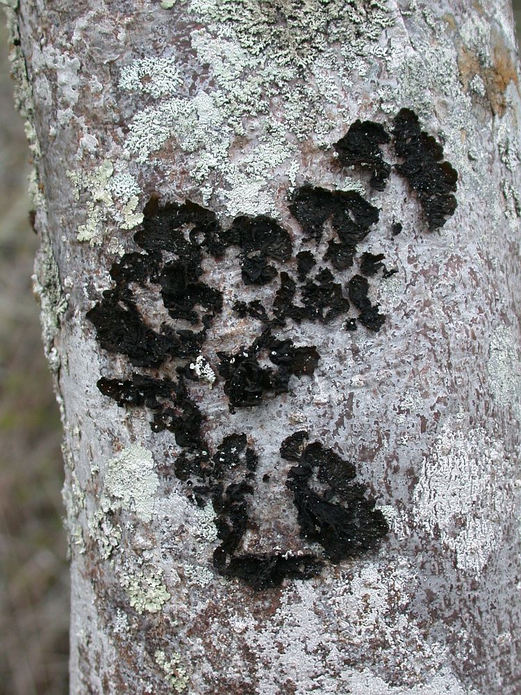 Collema furfuraceum from Ecuador, Galápagos 