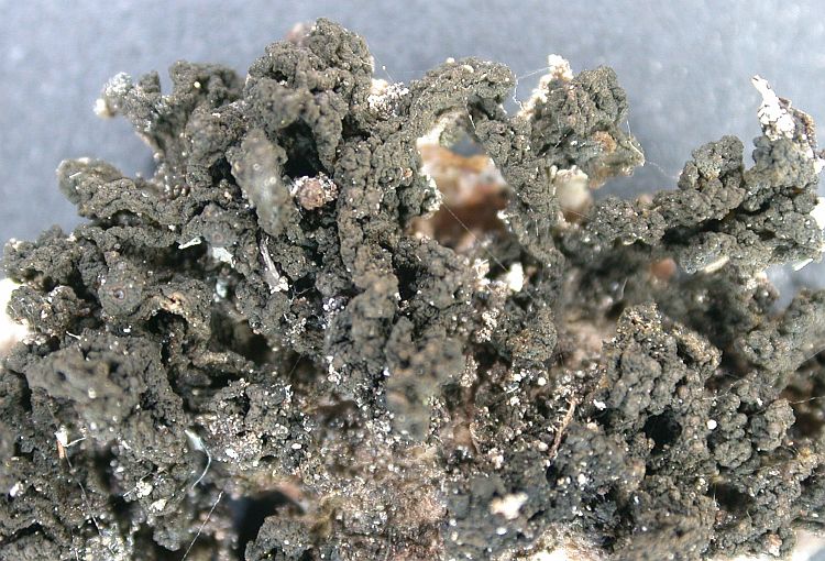 Collema leptaleum from Ecuador, Galápagos 