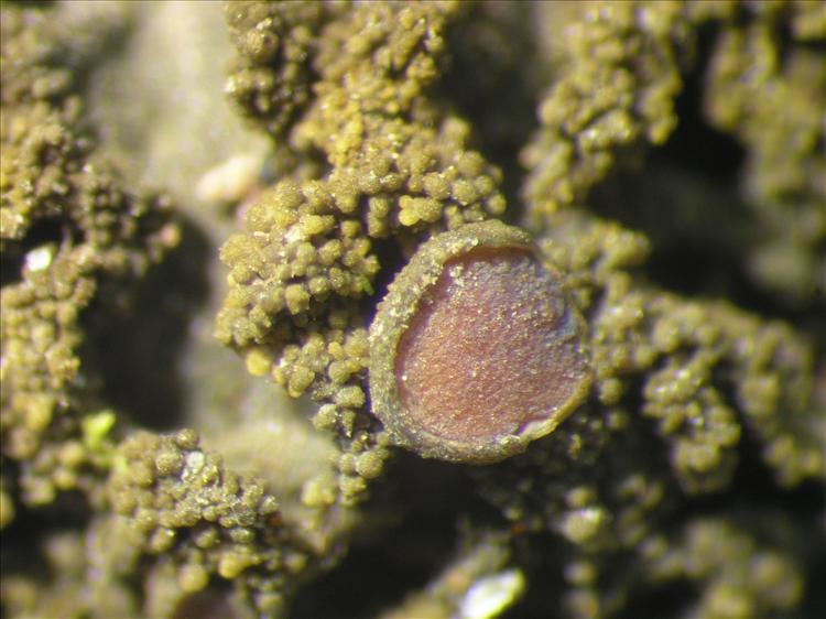 Collema neglectum from Netherlands Antilles, Saba Habitus. leg. B. Buck 50826. Image width = 4 mm.