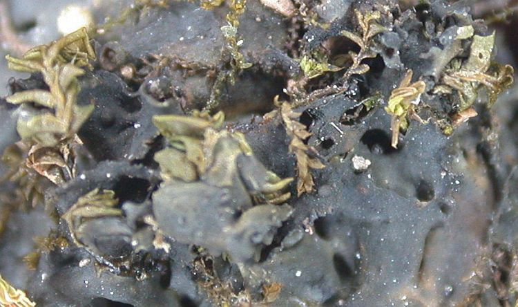 Collema poeltii from China, Yunnan (ABL)