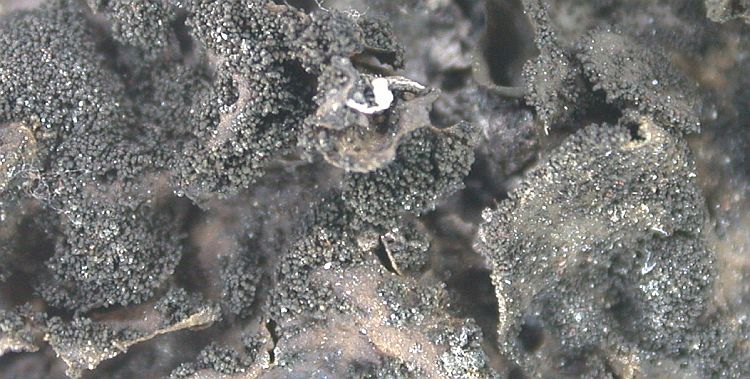 Collema rugosum from Taiwan (ABL)