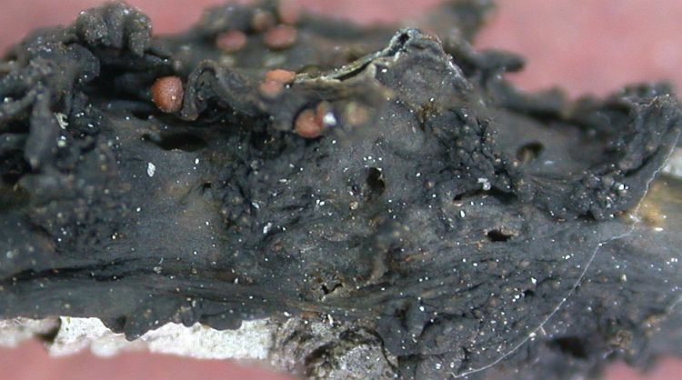 Collema shiroumanum from China, Yunnan (ABL)