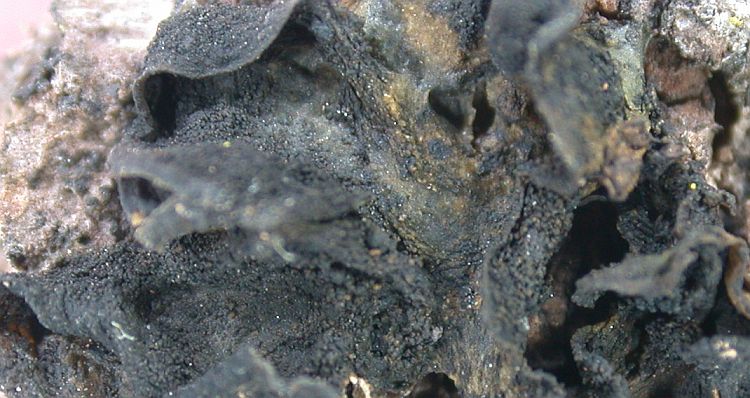 Collema subflaccidum from China, Yunnan (ABL)