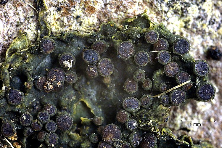 Collema subnigrescens from Madeira 