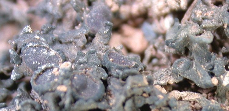 Collema tenax from China, Yunnan (ABL)