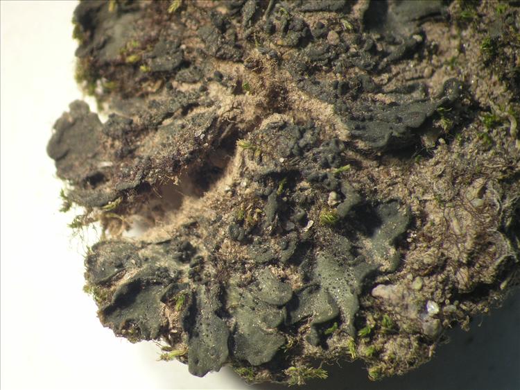 Collema texanum from Netherlands Antilles, Saba Habitus. leg. B. Buck 50820. Image width = 20 mm.