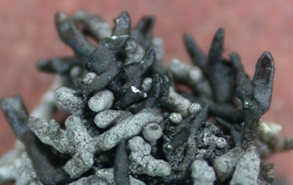 Cornicularia normoerica from China, Yunnan (ABL)