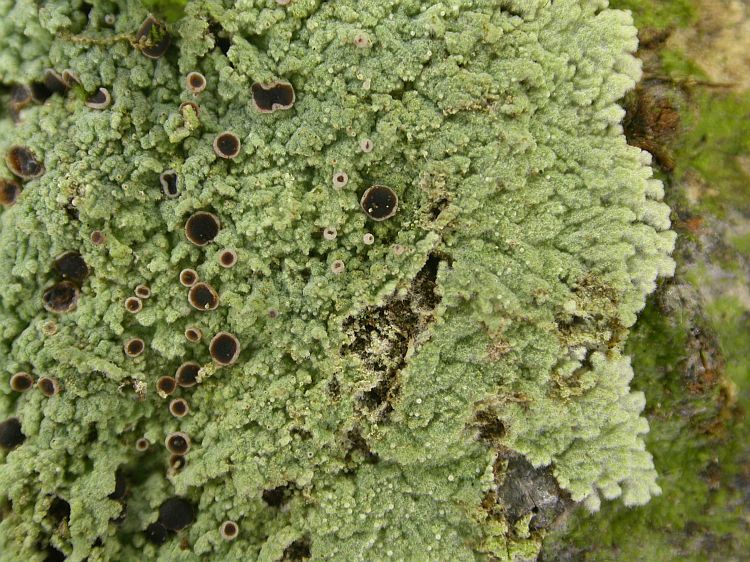 Crocynia gossypina from Vietnam, Hanoi region leg. Sparrius 8452