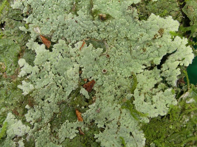 Crocynia gossypina from Vietnam, Hanoi region leg. Sparrius 8452