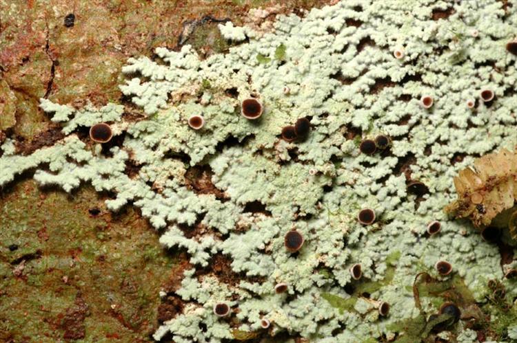 Crocynia gossypina from Peru, Loreto Specimen O-L144581