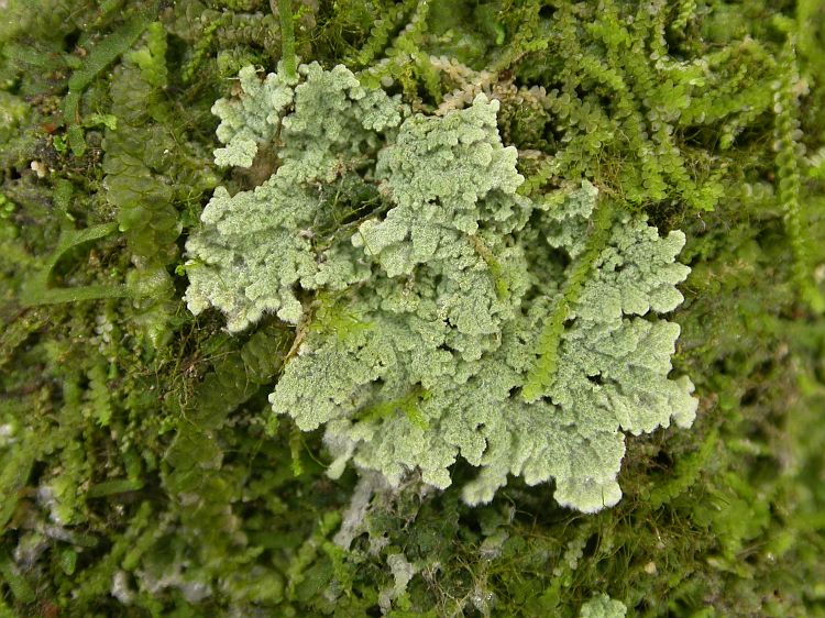 Crocynia gossypina from Vietnam, Hanoi region leg. Sparrius 8452