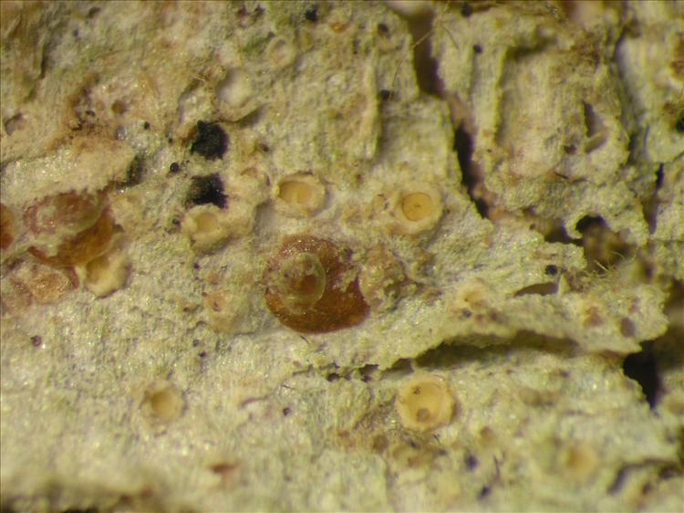 Cryptolechia nana from Netherlands Antilles, Saba Habitus. leg. Sipman  54947. Image width = 4 mm.