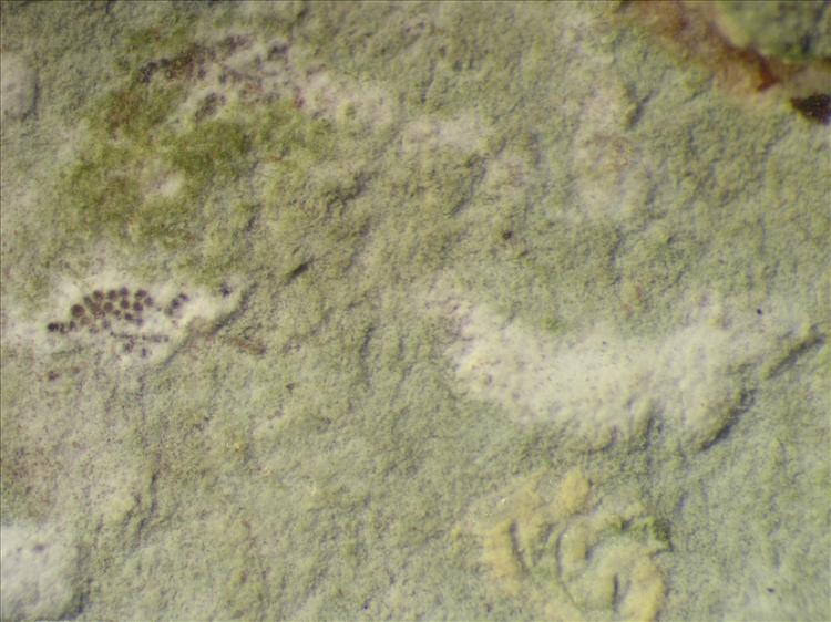 Cryptothecia aleurocarpa from Netherlands Antilles, Saba Habitus. leg. Sipman  54674b. Image width = 4 mm.