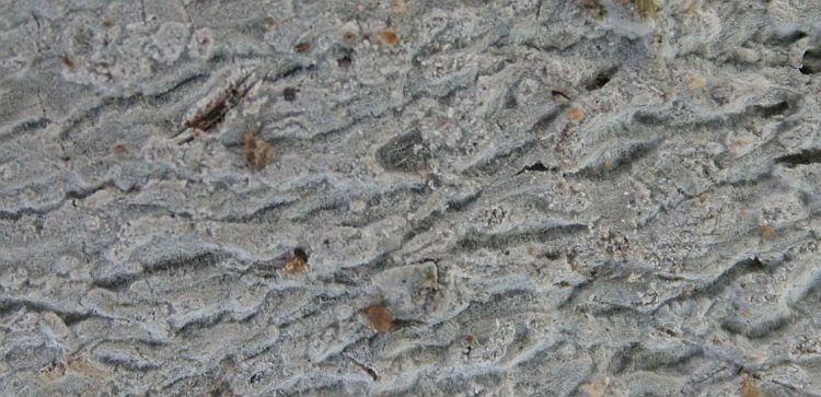 Cryptothecia aleurocarpa from Taiwan (ABL)