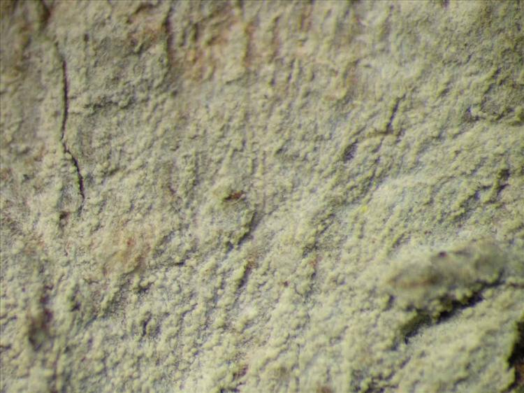 Cryptothecia granularis from Singapore Habitus. leg. Sipman 45490. Image width = 4 mm.
