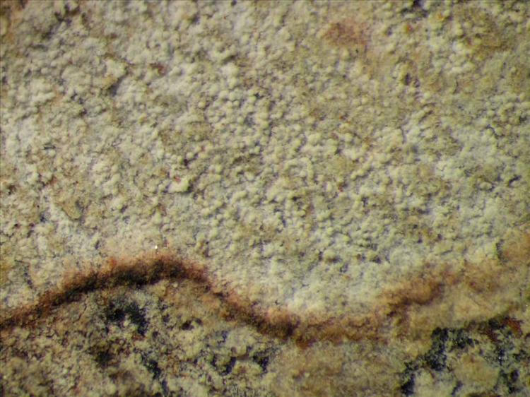 Cryptothecia granularis from Singapore Habitus. leg. Sipman 45654. Image width = 4 mm.