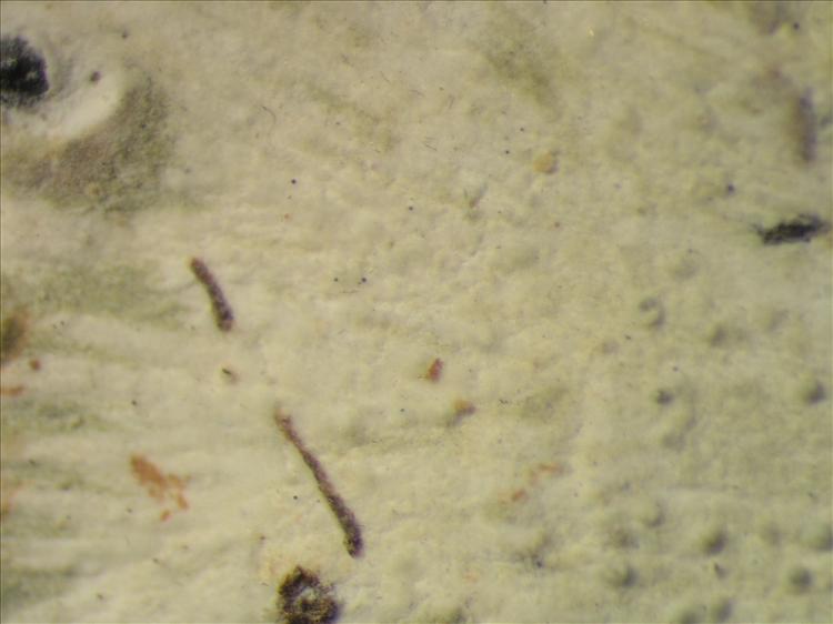 Cryptothecia striata from Netherlands Antilles, Saba Habitus. leg. Sipman  54967. Image width = 4 mm.