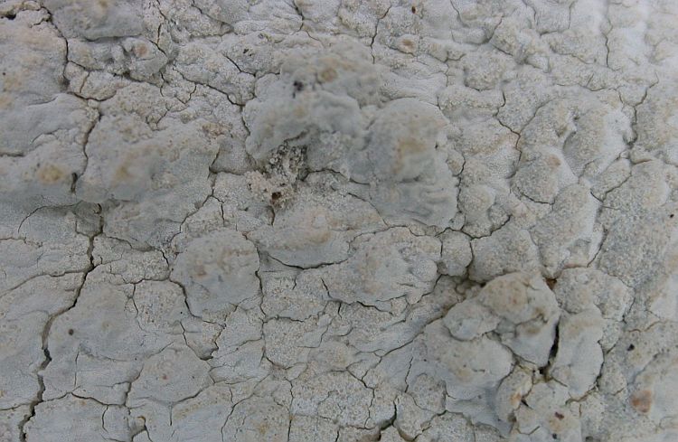 Cryptothecia striata from Ecuador, Galápagos 