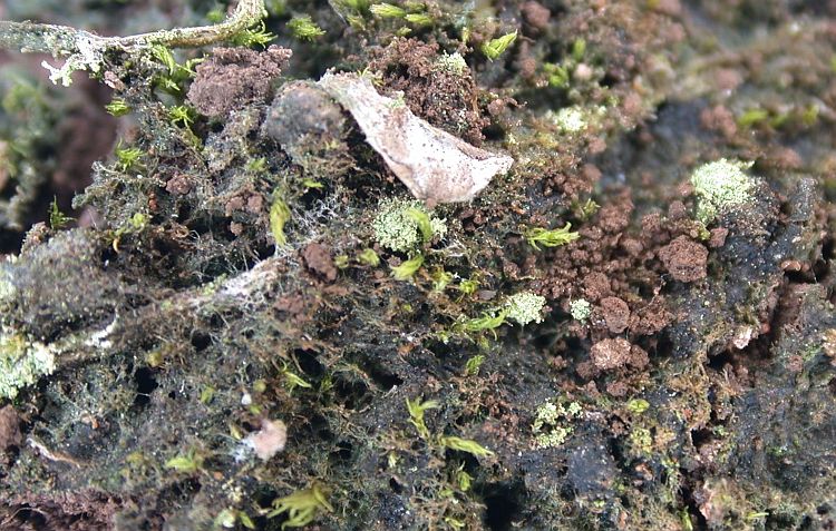 Cyphellostereum pusiolum from Ecuador, Galápagos 