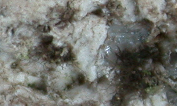 Cystocoleus ebeneus from China, Yunnan (ABL)