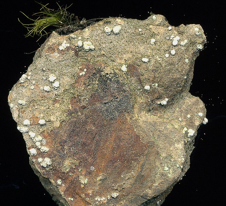 Dibaeis sorediata from Taiwan Thallus with punctiform soredia on a piece of shale. leg. Sparrius 5961