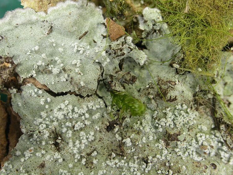 Dichosporidium boschianum from Vietnam, Hanoi region leg. Sparrius 8398