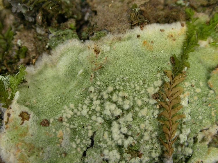 Sagenidiopsis isidiata from Vietnam, Hanoi region leg. Sparrius 8436