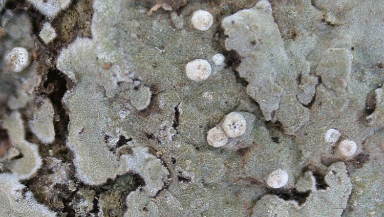 Dichosporidium boschianum from Taiwan (ABL)