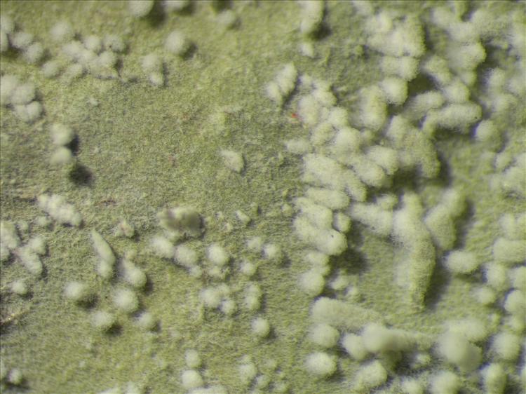 Dichosporidium nigrocinctum from Netherlands Antilles, Saba Thallus with isidia. leg. Sipman  54938 (B). Image width = 4 mm.