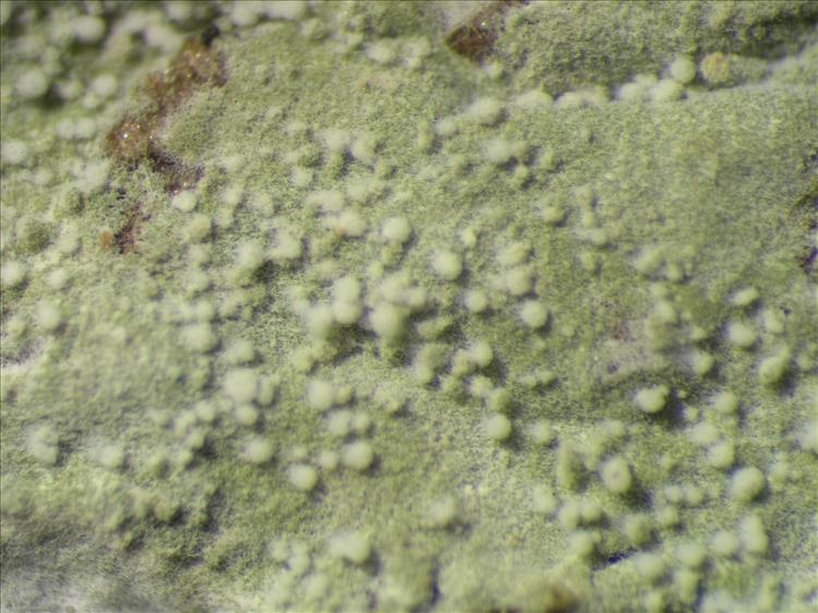 Dichosporidium nigrocinctum from Netherlands Antilles, Saba Thallus with isidia. leg. Sipman  54696 (B). Image width = 4 mm.