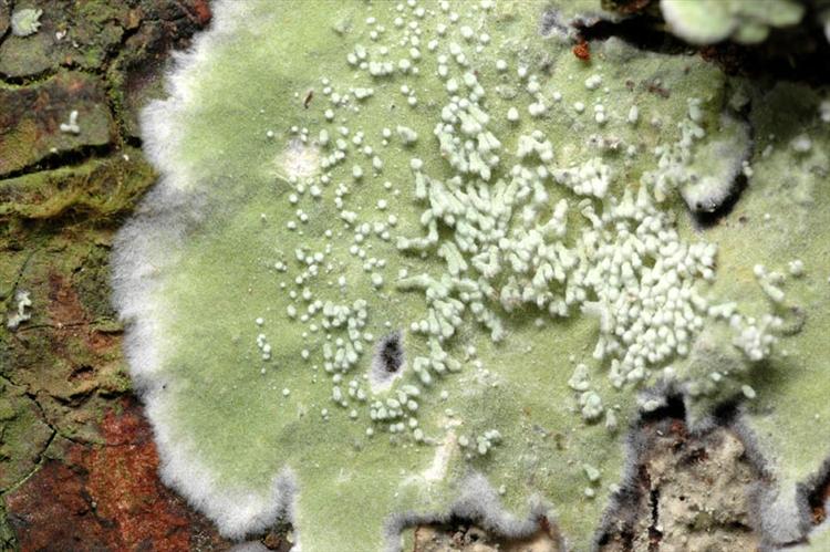 Dichosporidium nigrocinctum from Peru, Loreto Specimen O-L144549