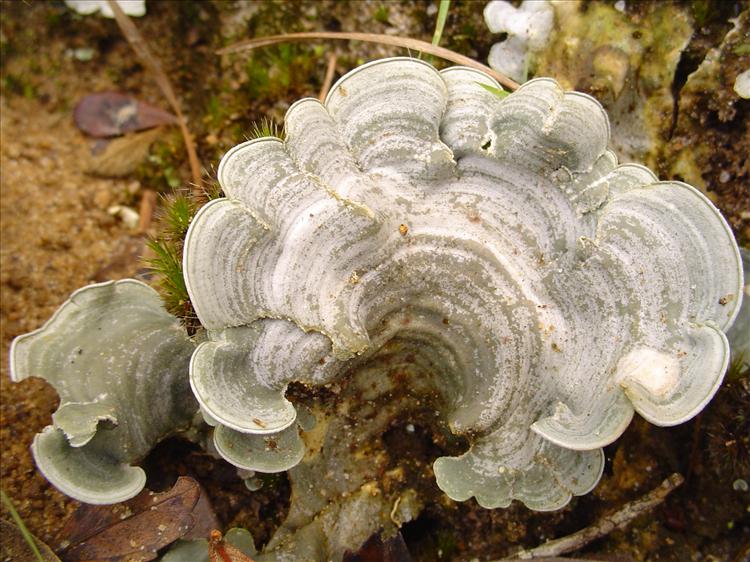 Dictyonema glabratum from Brazil, Caraça, Minas Gerais 