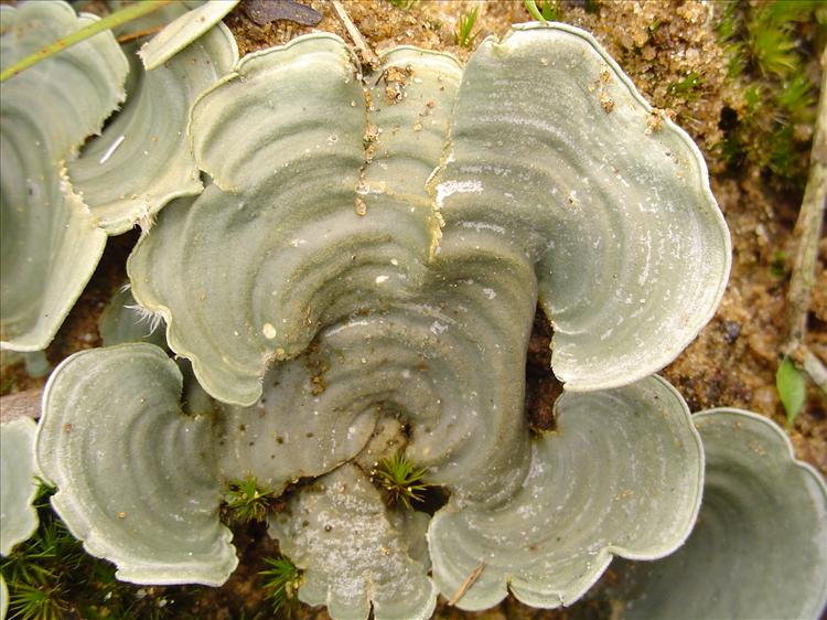 Dictyonema glabratum from Brazil, Caraça, Minas Gerais 