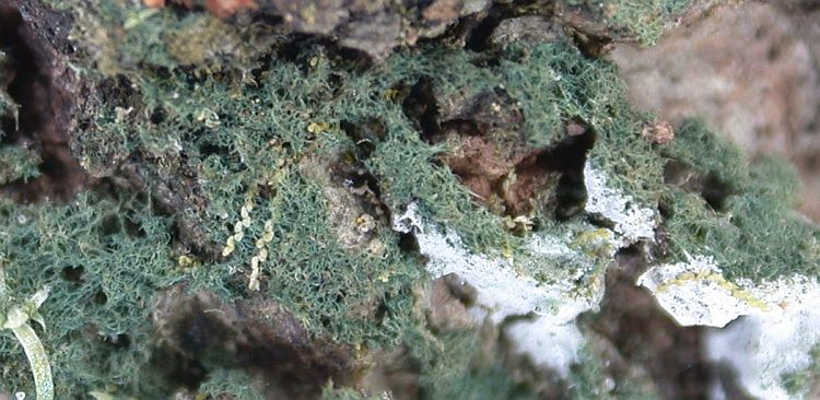 Dictyonema sericeum from Hong Kong (ABL)