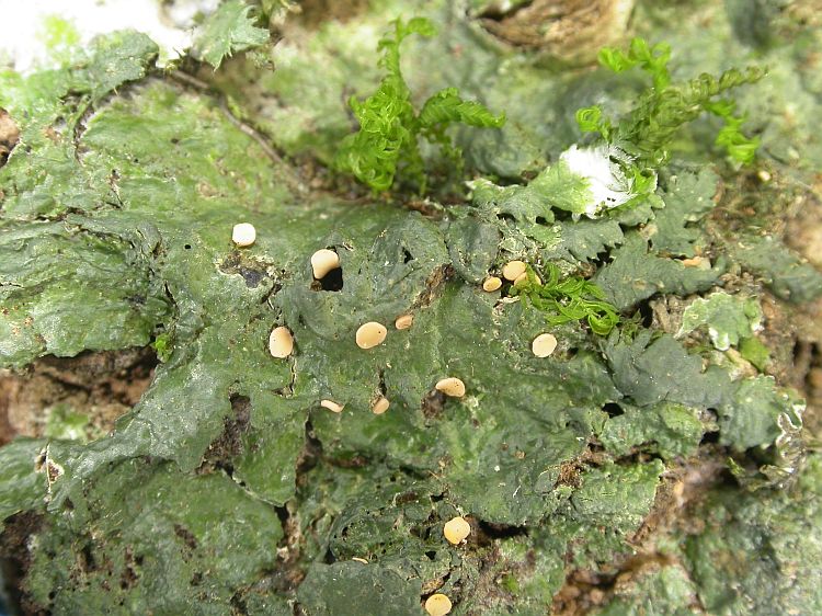 Coenogonium luteum from Vietnam, Hanoi region leg. Sparrius 8414
