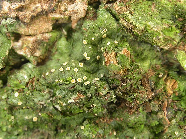 Coenogonium luteum from Vietnam, Hanoi region leg. Sparrius 8446