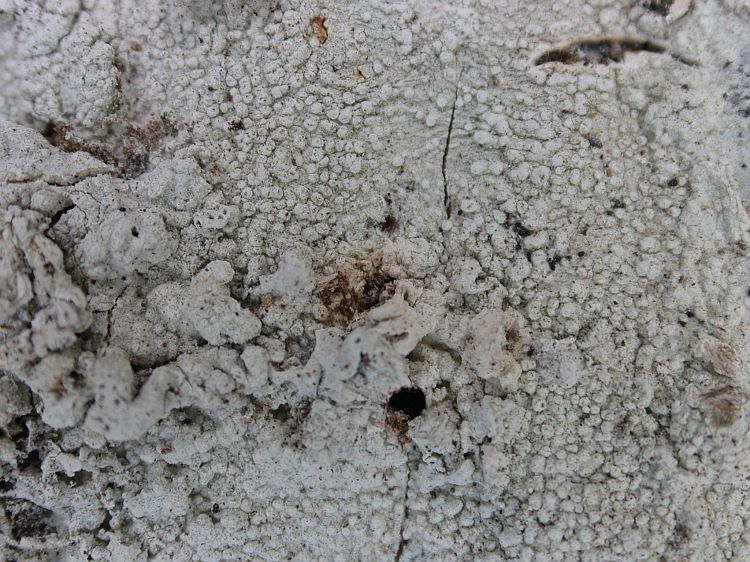 Diorygma epiglaucum from Ecuador, Galápagos 